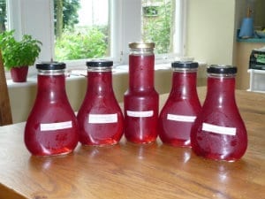 Bottles of elderflower cordial all lined up.