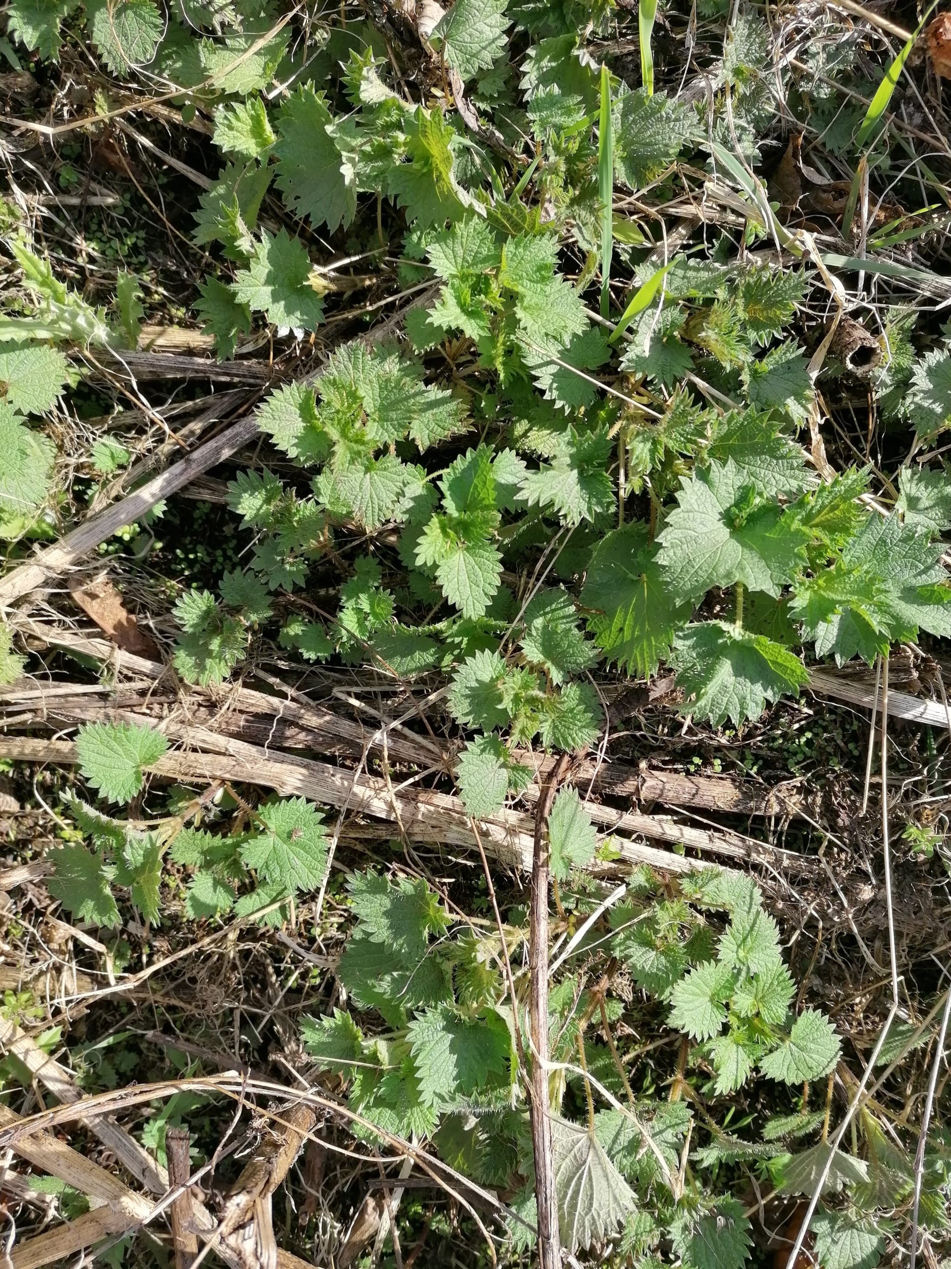 An image of a patch of nettles