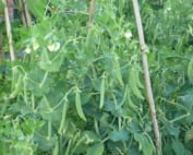 Mangetout pea vines