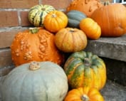A selection of pumpkins & squashes