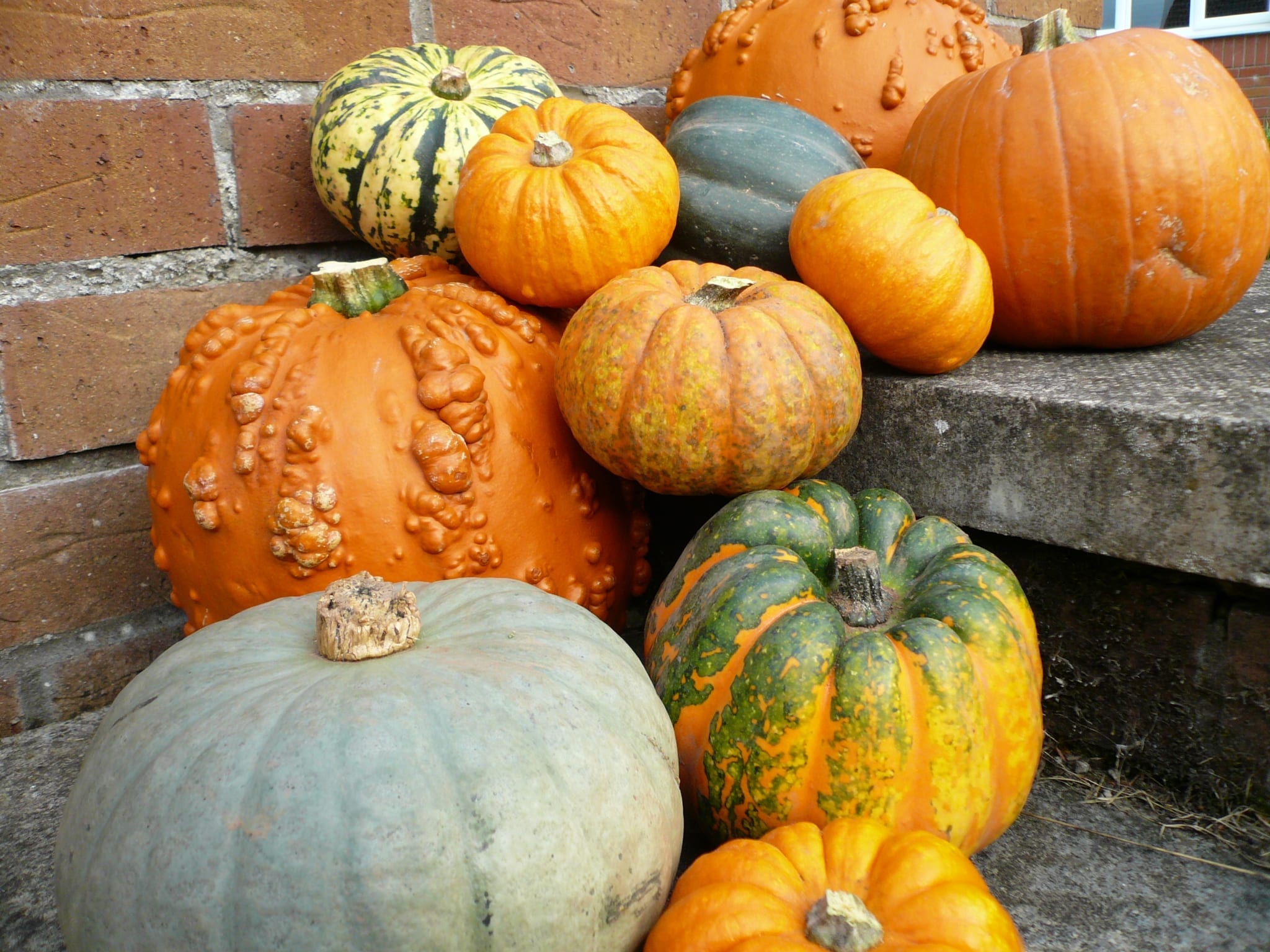 A selection of pumpkins & squashes