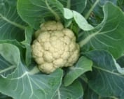 Picture of afresh cauliflower nestling in green leaves
