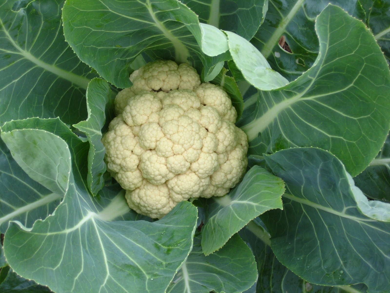 Picture of afresh cauliflower nestling in green leaves