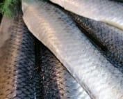 Raw herring fillets garnished with dill and lemon wedge