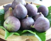 A plate of a dozen fresh, purple figs