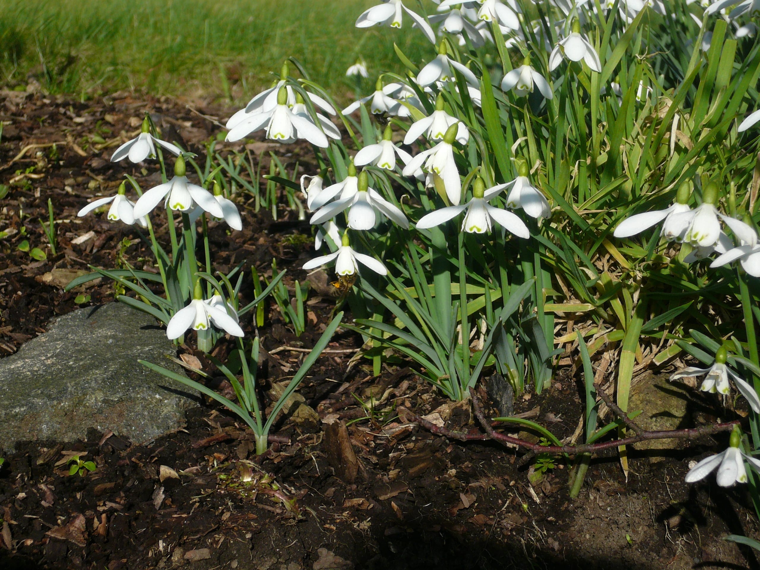 A group of snowdrops