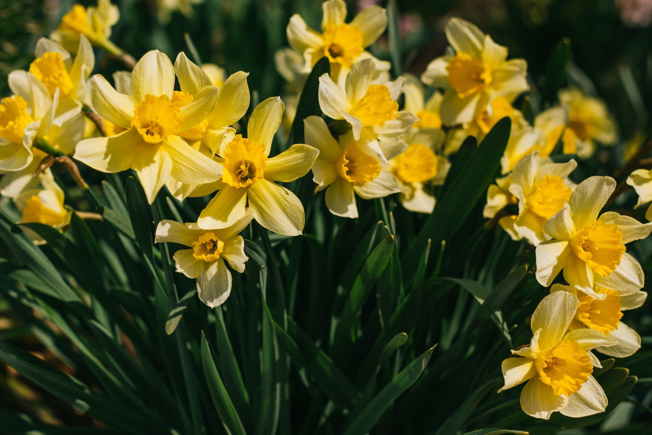 An image of daffodils growing in the sun