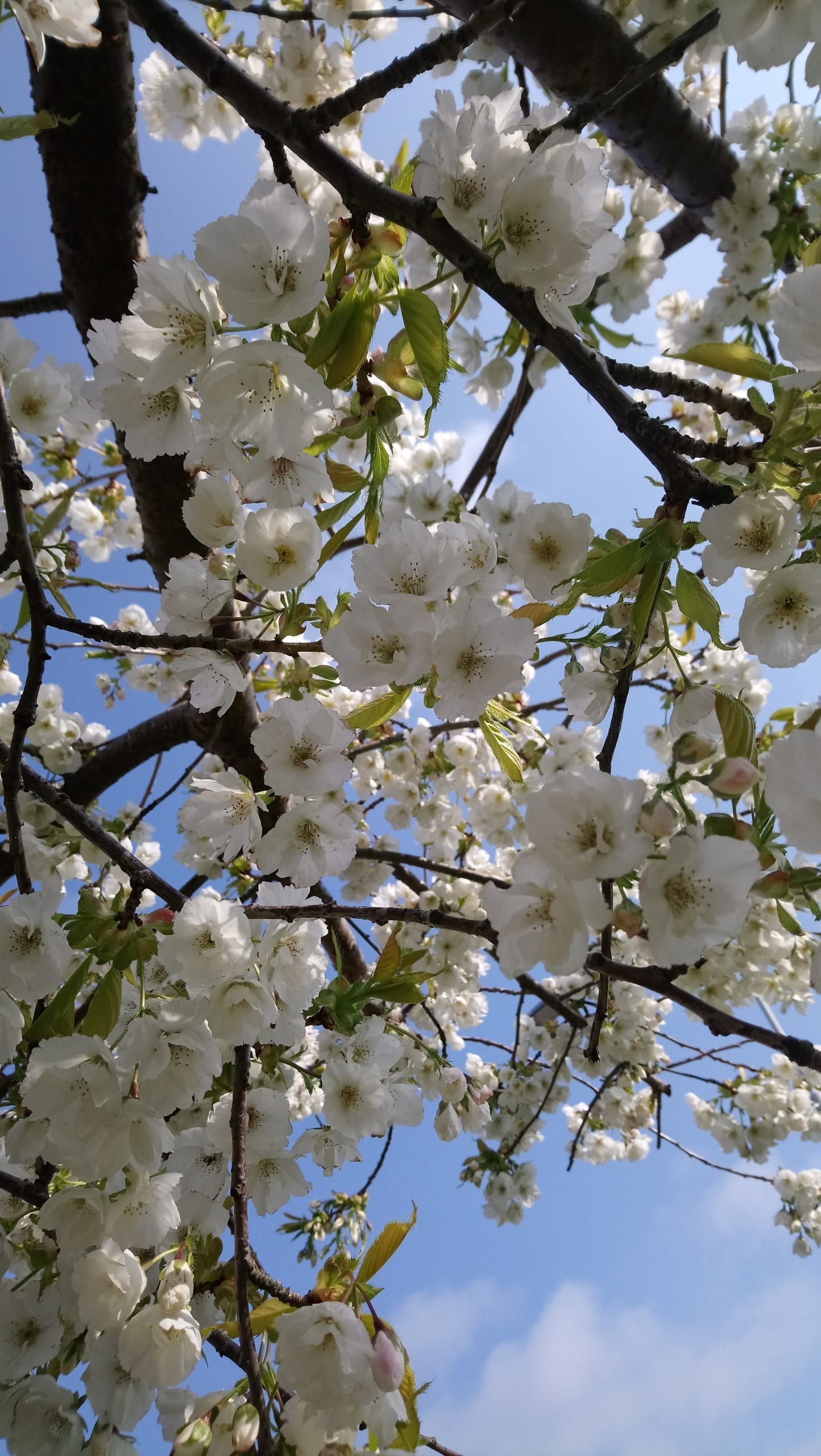 An image of white cherry blossom