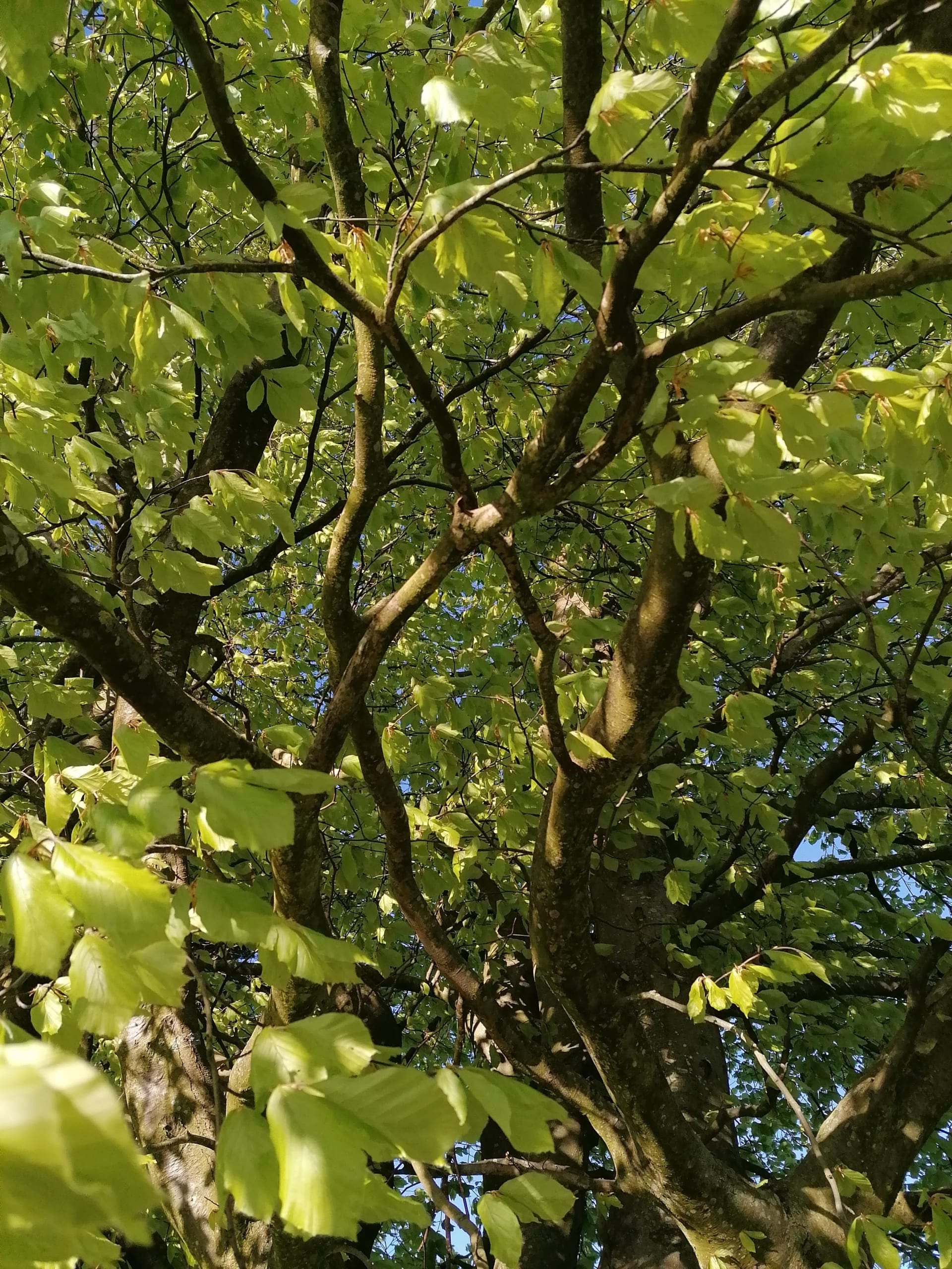 An image of fresh green beech leaves looking up through the branches of the tree