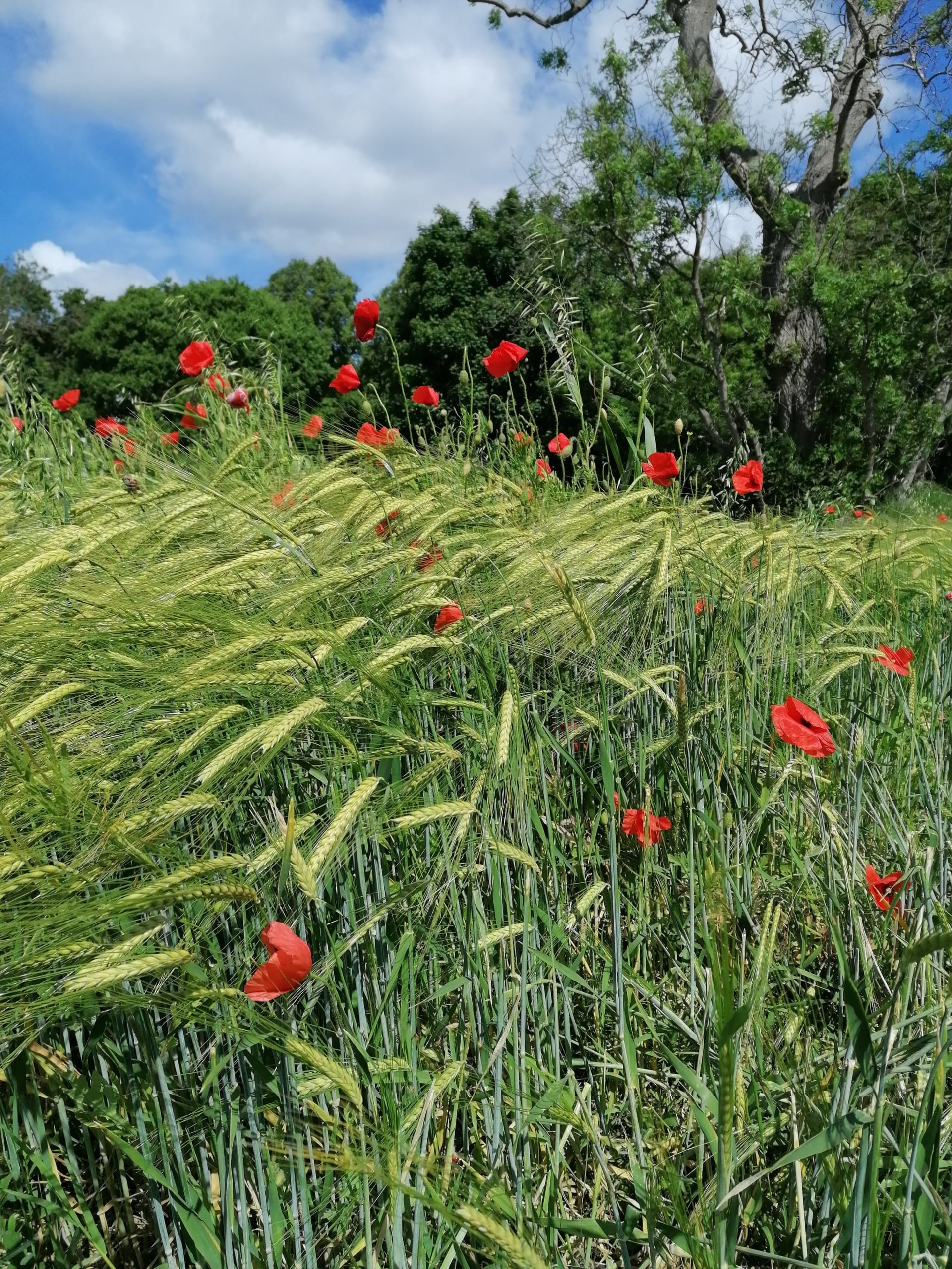 An image of green barley with poppies in flower