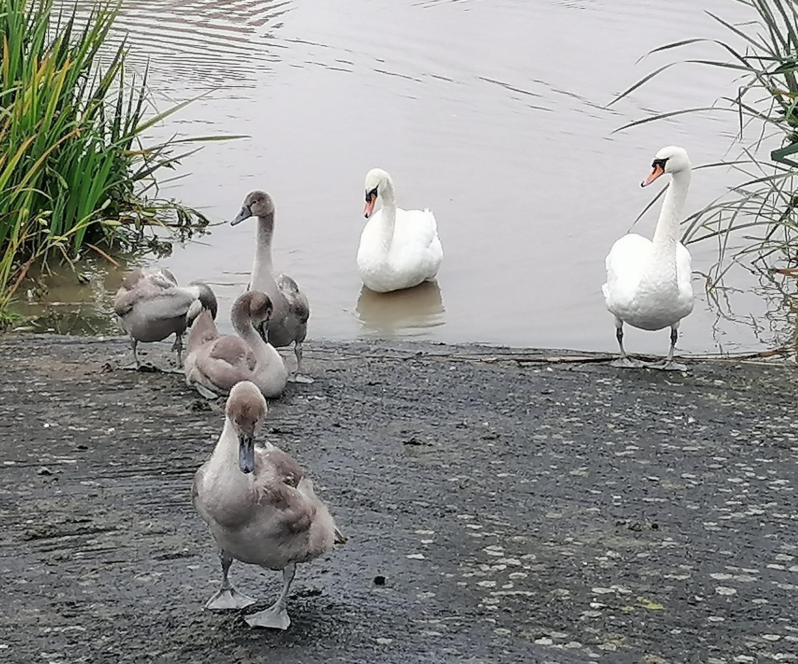 An image of swans with half grown cygnets
